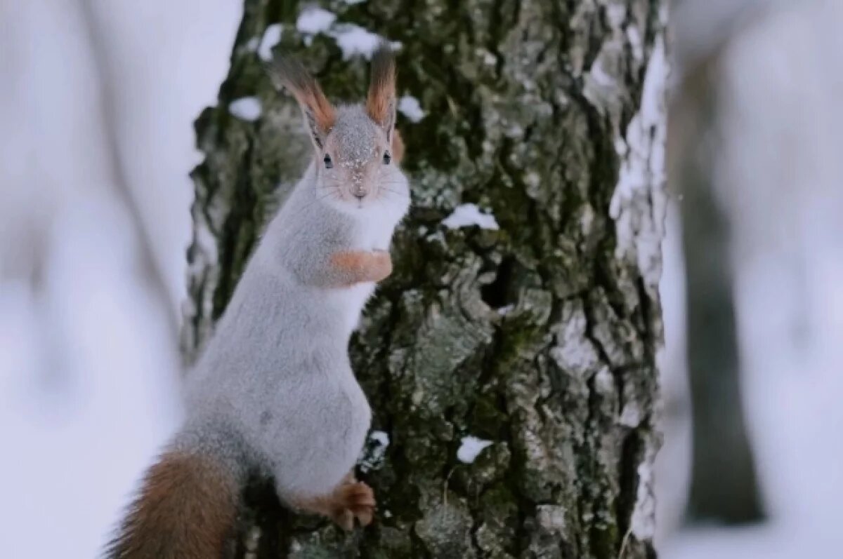    В Томске во вторник ожидается до -9°С без осадков