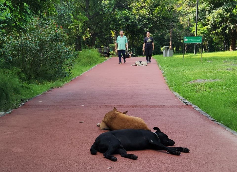 Индийские собаки спят даже на беговых дорожках