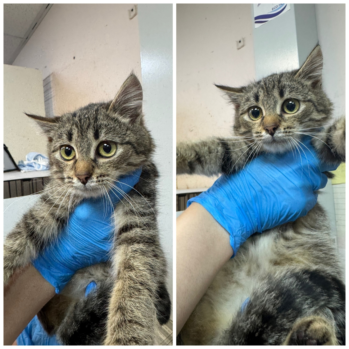 Ласковый малыш Брунио приехал с передержки.