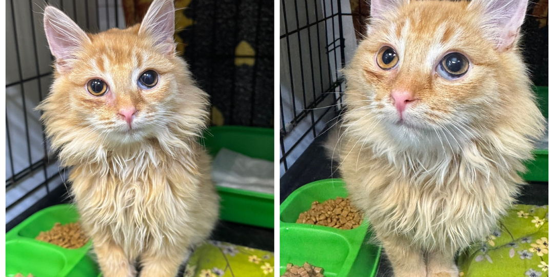 Приехали очередные лапоньки на укотовление