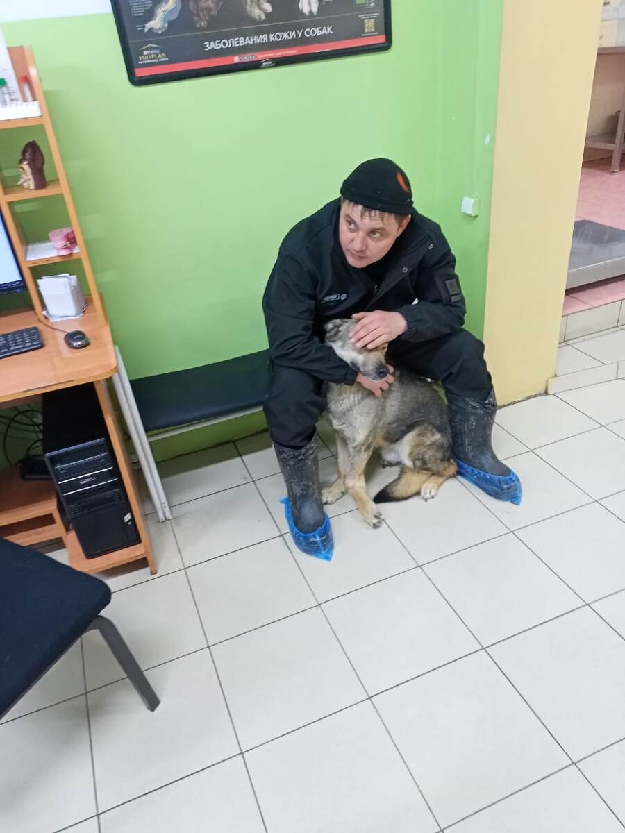 Песик на ампутацию лапы