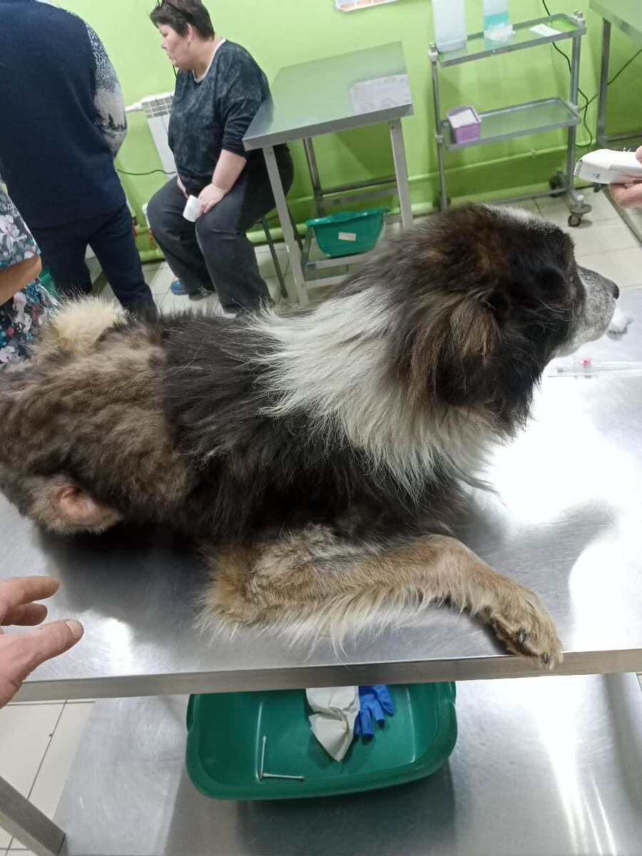 Лео в ожидании операции