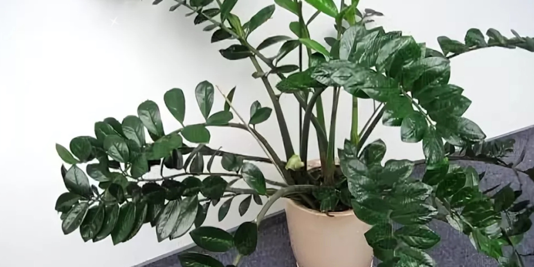 Дайте замиокулькасу 1 грамм этого средства, он сразу пойдёт в рост, а листья будут блестеть.🌿