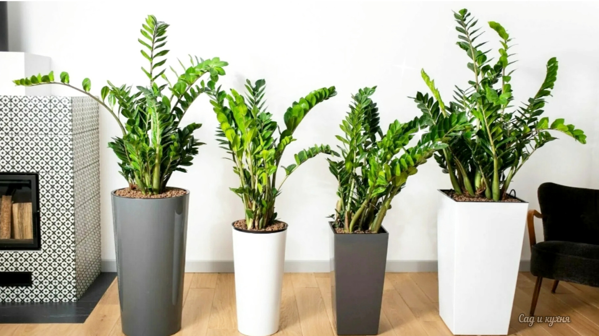 Замиокулькас.