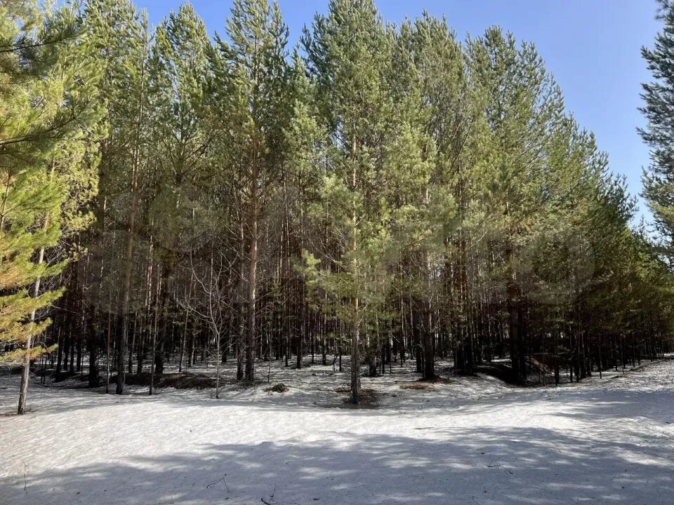    Территория под поселок около Б. Ключей. Источник: «Авито»