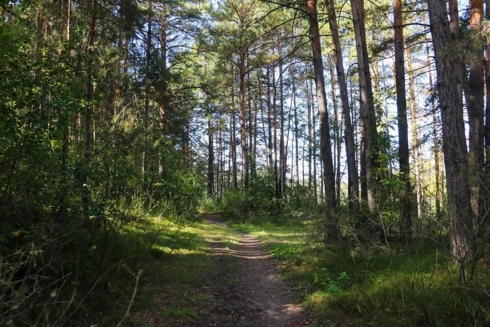    Ленточный бор. Барнаул. Источник: Виталий Барабаш