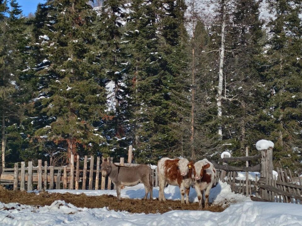    Коровы. Скот. Стадо. Источник: Анастасия Полторацкая