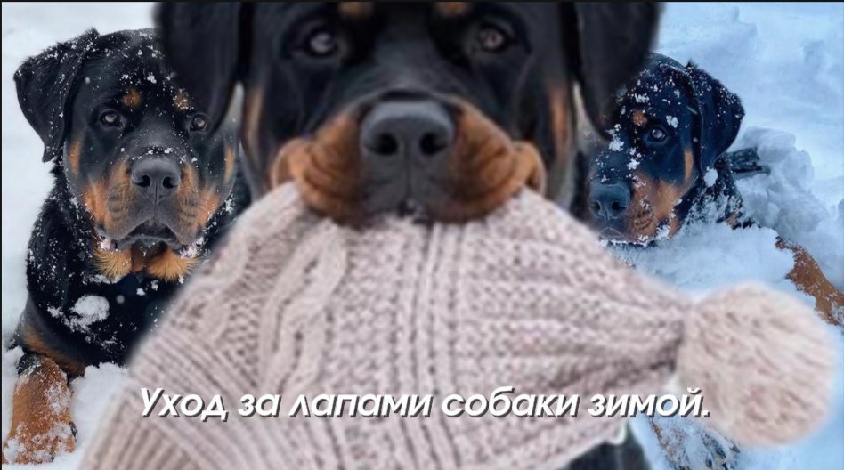 Уход за лапами собаки зимой.