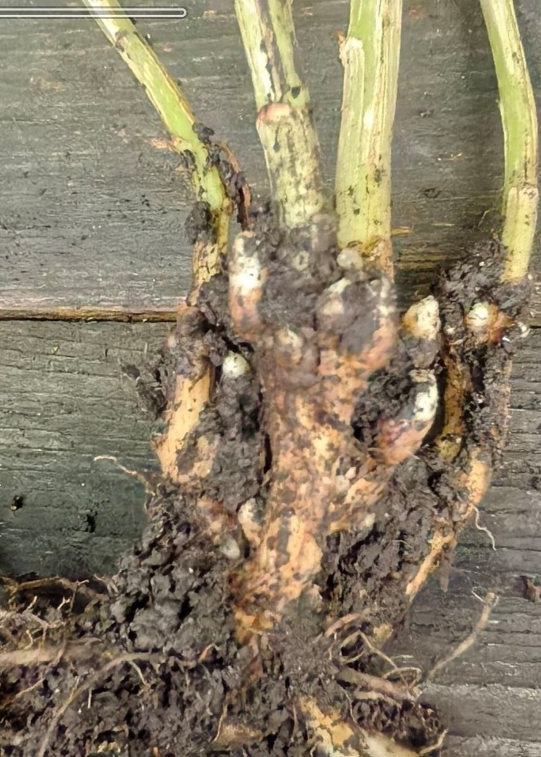 Спящие почки у двухлетнего молочноцветкового колокольчика (сильное увеличение)