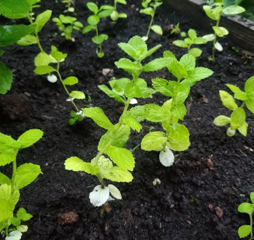 Одиночные побеги молочноцветкового колокольчика