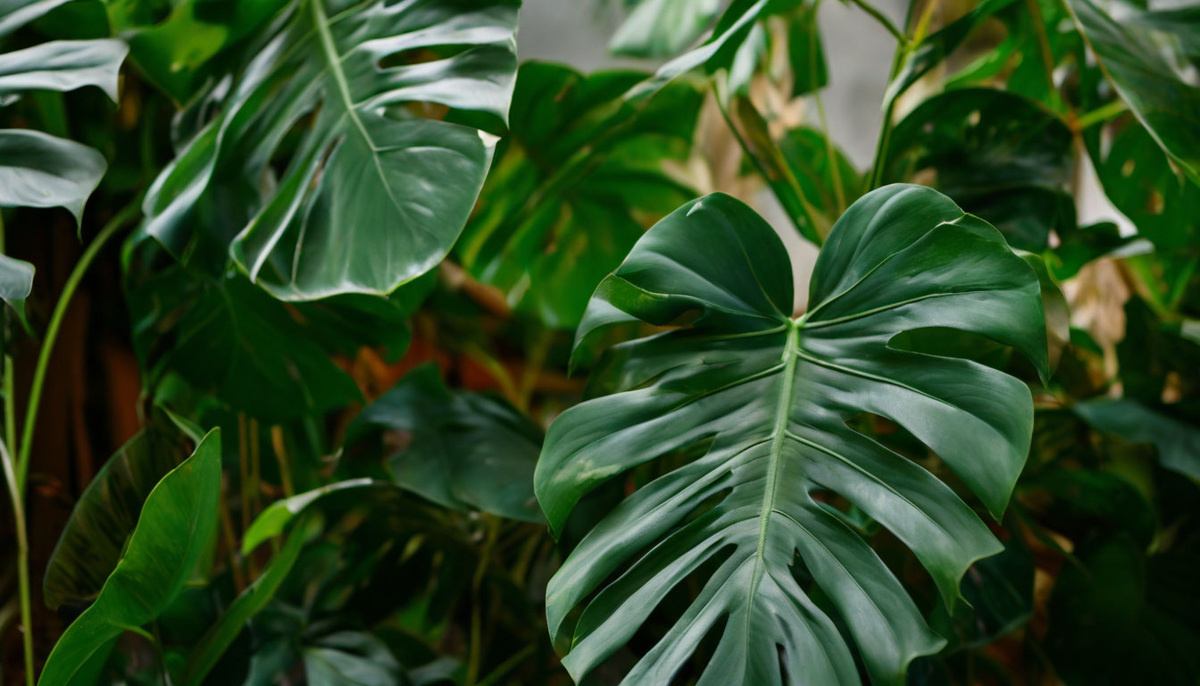 Какая красавица! :) Источник фото: https://avatars.dzeninfra.ru/