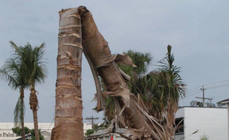    Фото: Monica Elliott, UF/IFAS