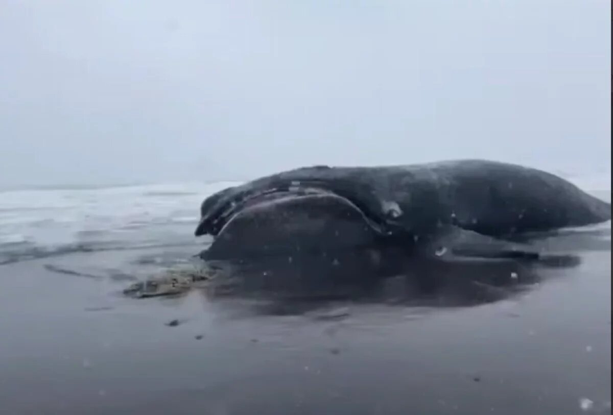    Туша самого редкого кита в мире может взорваться на побережье Камчатки