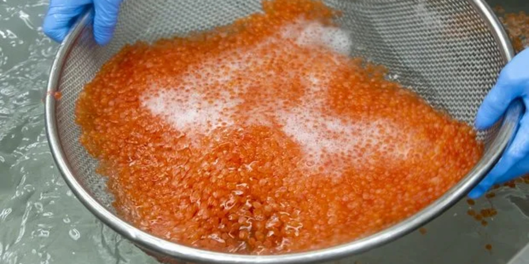 Засаливание икры и правила её хранения