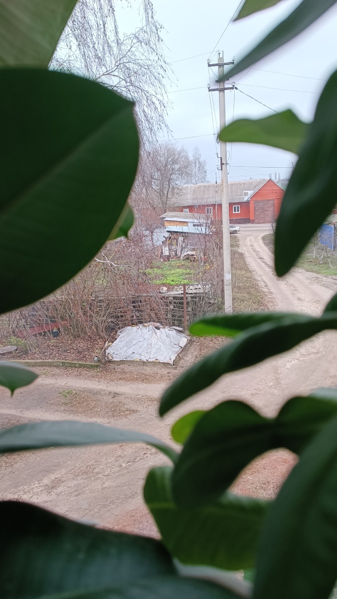 На этом фото кот. 