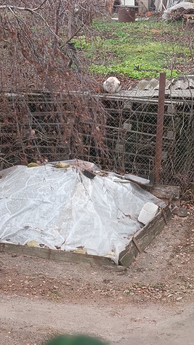 Всё тот же кот) 