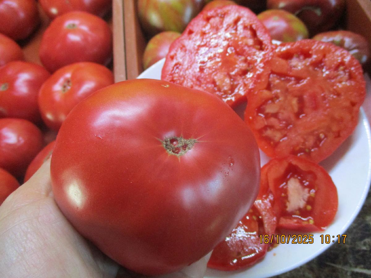 Томат Кот Тимофей. №701 в моем Каталоге.