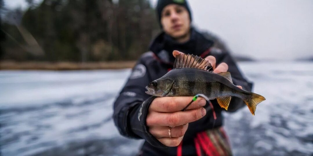 Ловля окуня зимой со льда: полный гид 2025–2026