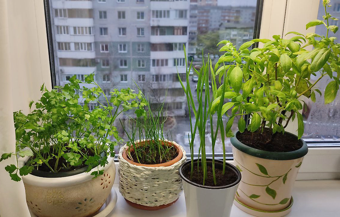 огород на окне в конце ноября