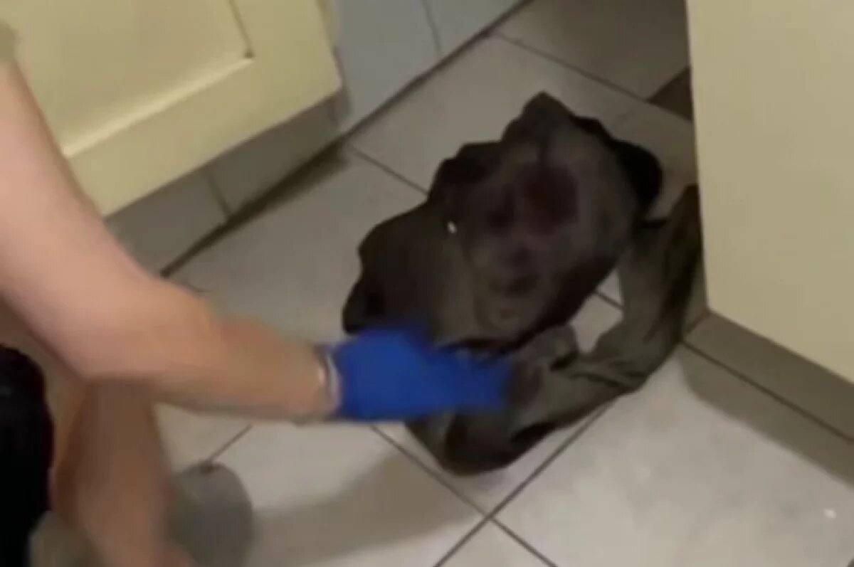    «Как живот скрыла?»