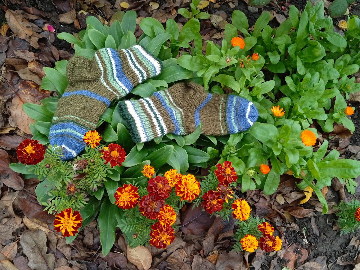 Собственное фото автора в саду от 25 ноября 2025 г. Бархатцы и носки