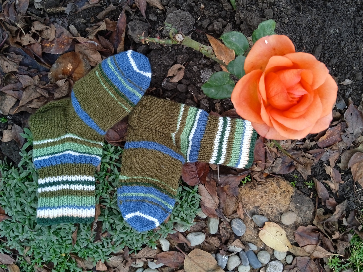 Собственное фото автора в саду от 25 ноября 2025 г. Роза и носки