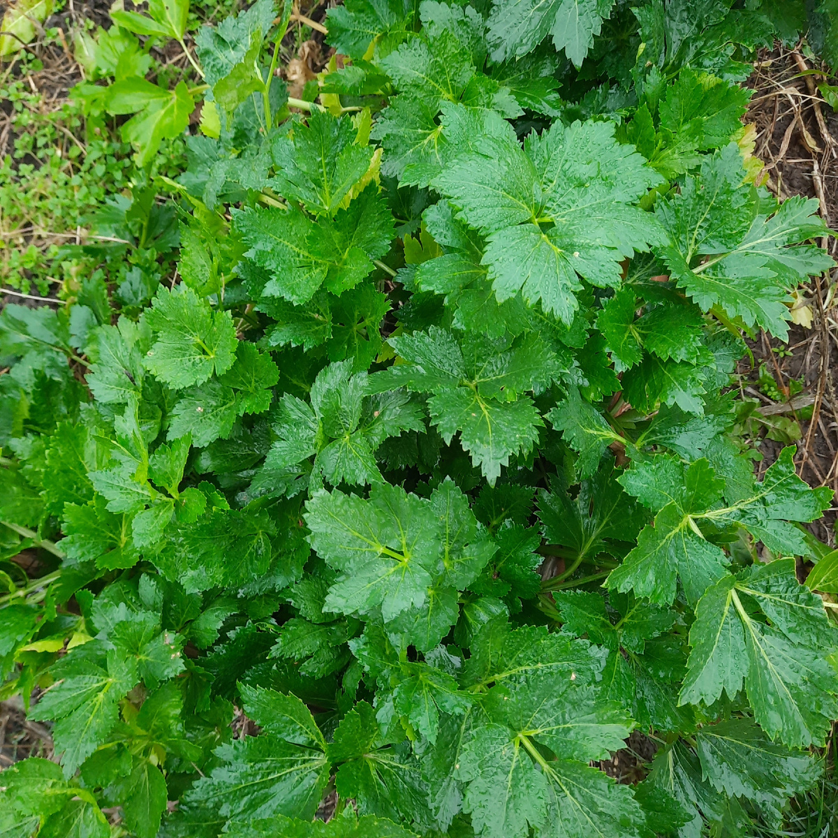 Сельдерей на даче