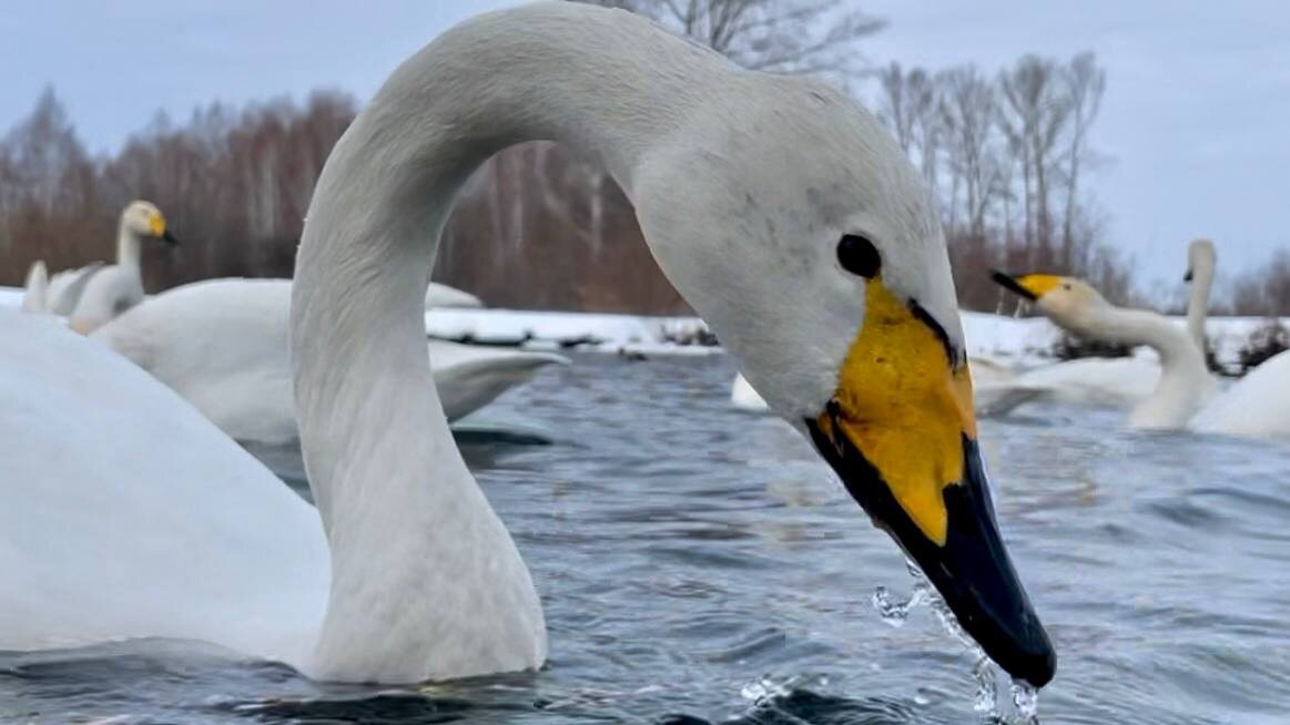 На озере Светлом, лебедь-кликун