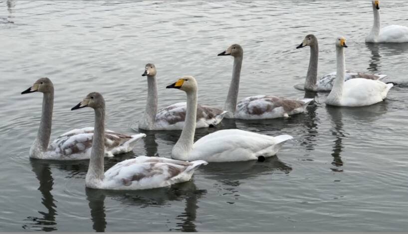 Белое оперение и желтый клюв птицы приобретают только на третьем году жизни