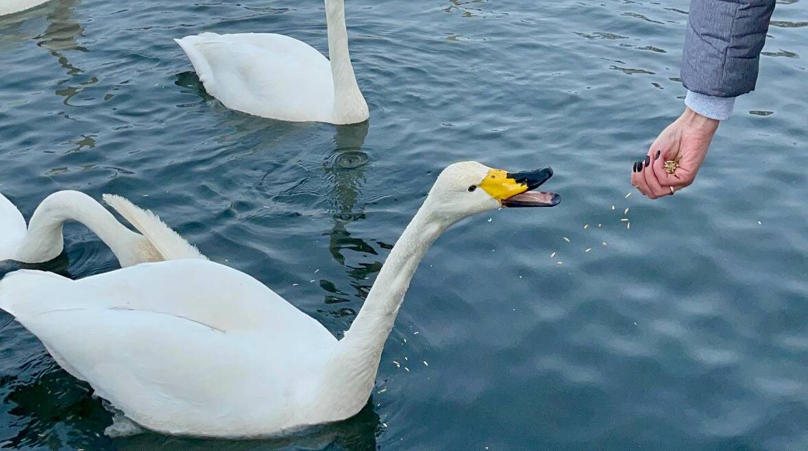 Кормлю зерном почти с руки