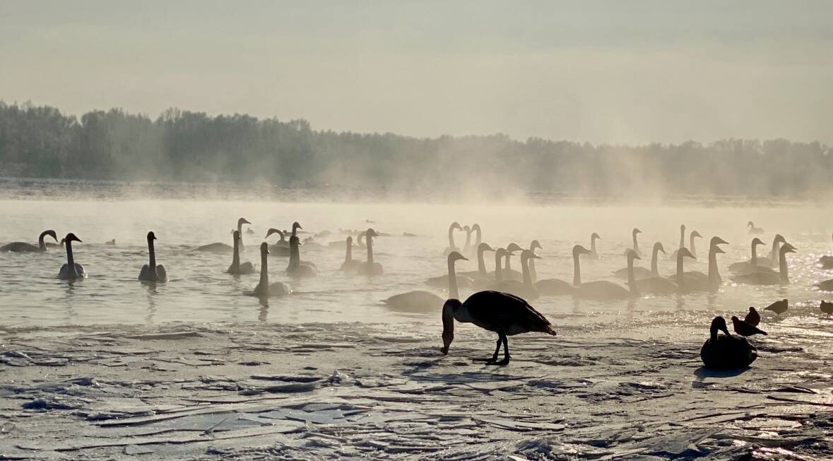 Лебеди-кликуны на реке Бия