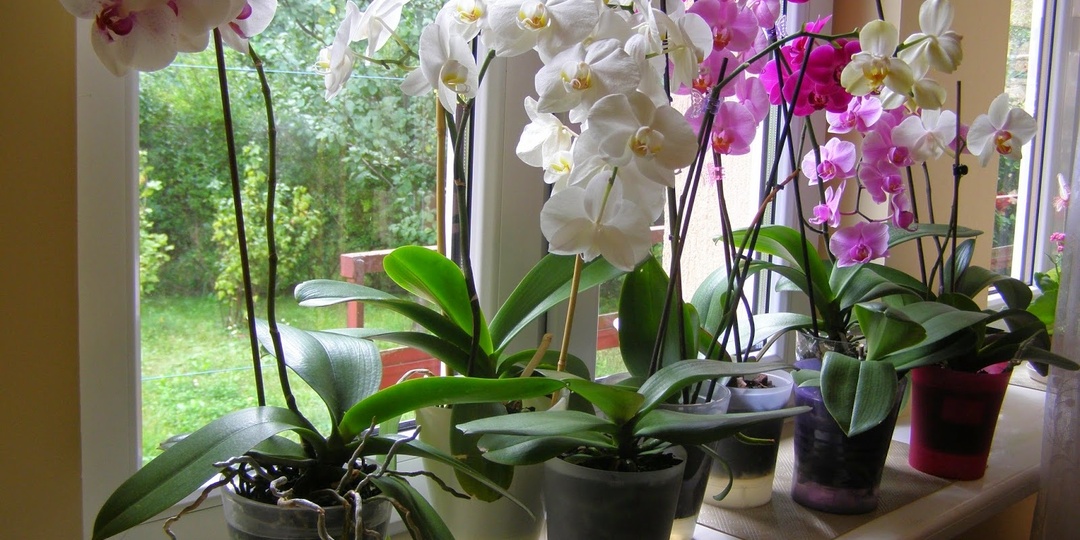 В отопительный сезон меняю способ полива орхидей. Они ярко-зеленые и начинают формировать бутоны