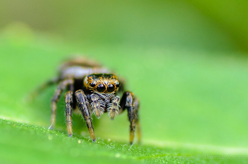 Милее паучков на этом канале, возможно, еще не было