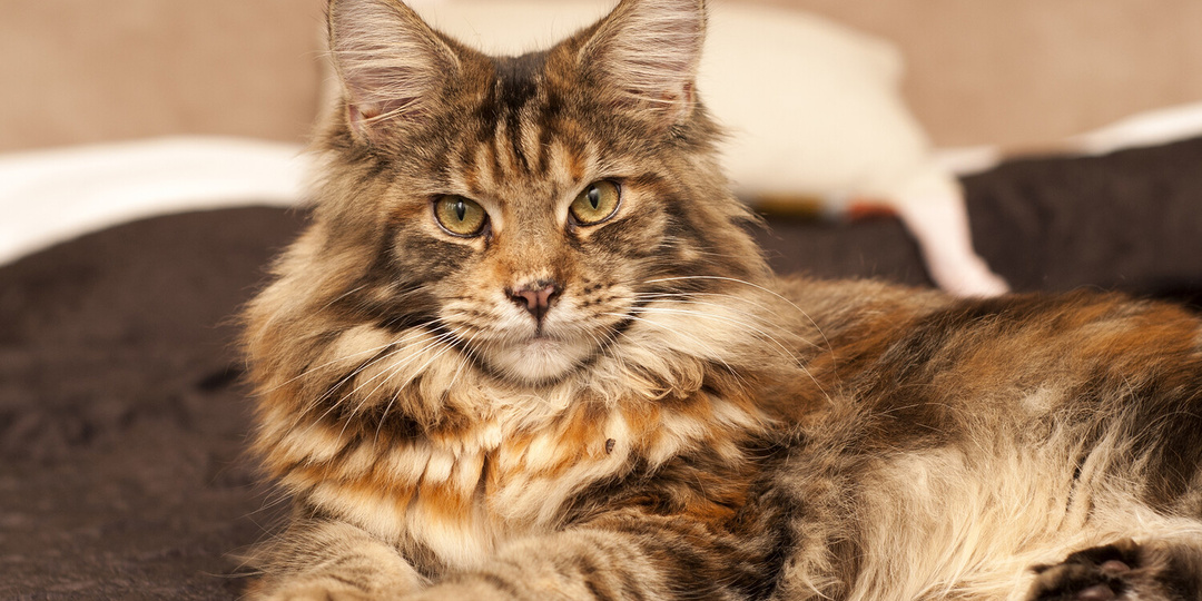 🐈 Не просто большие кошки: 17+ интересных фактов о мейн-кунах, которые сломают ваши стереотипы