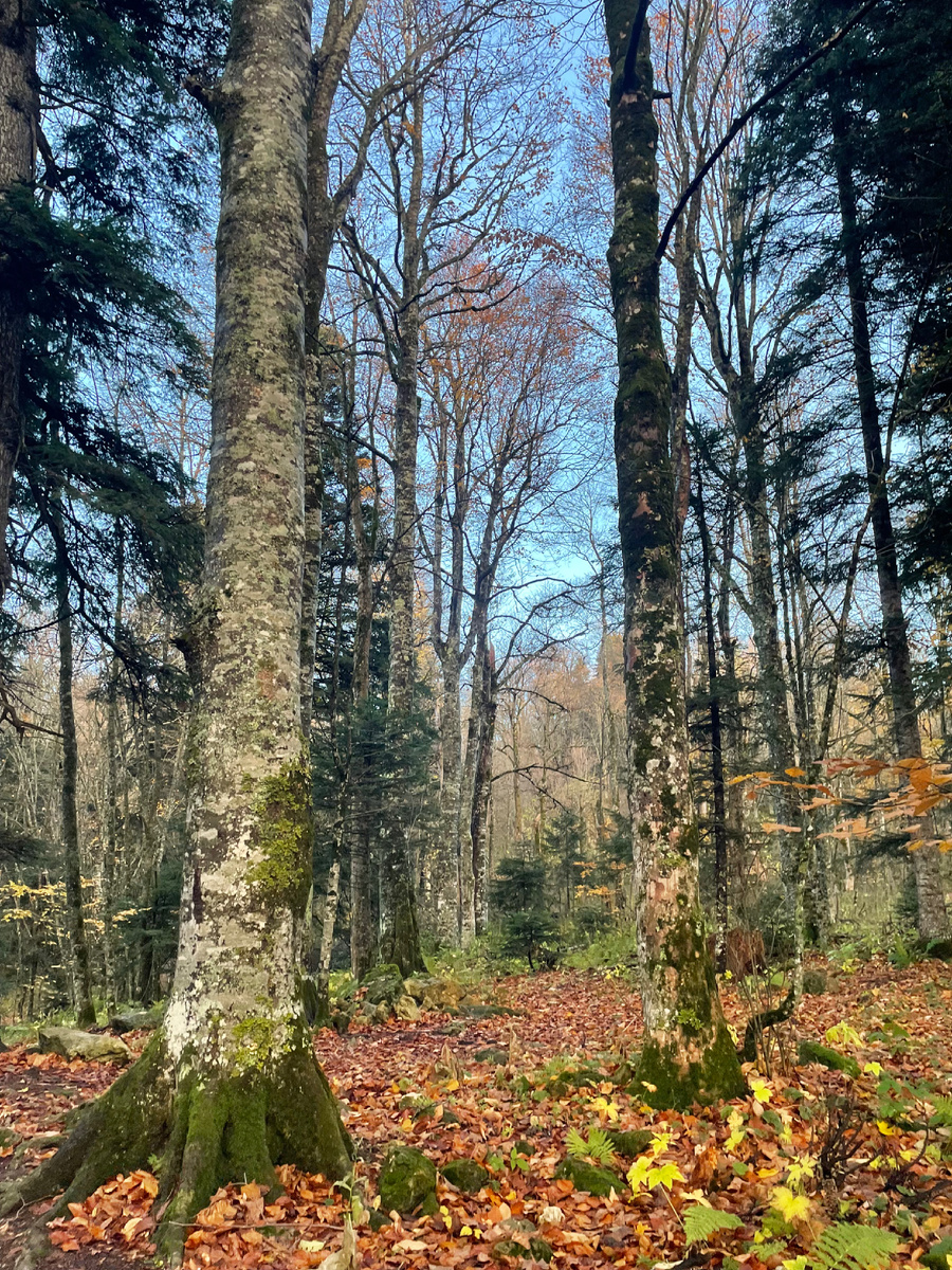 В лесах Адыгеи