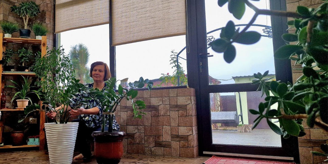 Я спасла гниющего замиокулькаса. Он оживил и выпустил много новых побегов