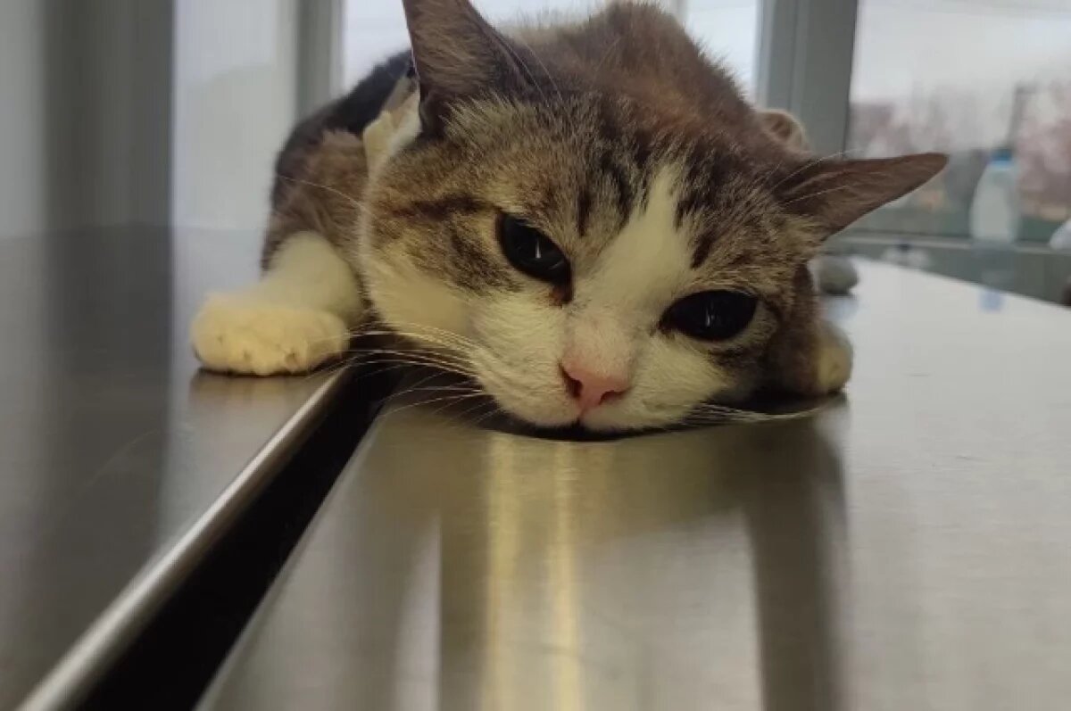    Саратовские ветеринары вылечили кота Барсика от воспаления десен