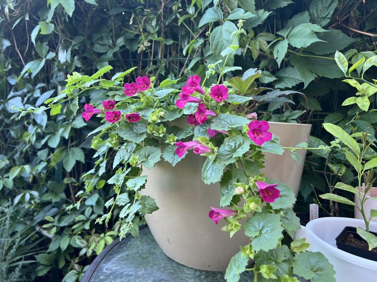 Лофос. Фото автора