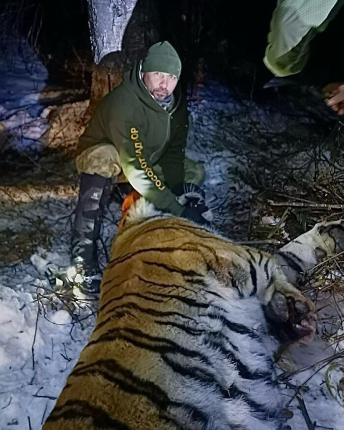             Размеры тигра, конечно, впечатляют / Фото: Управление охотничьего хозяйства Хабаровского края