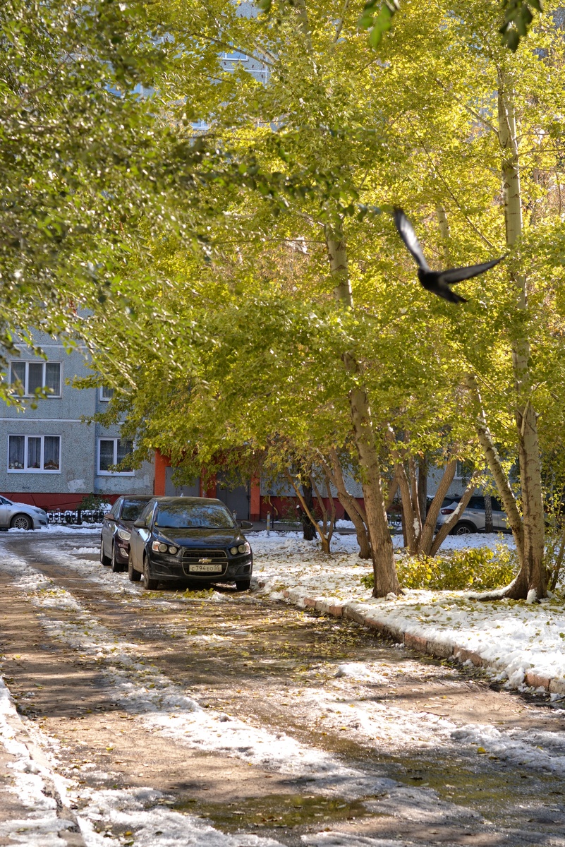 Зелёные тополя и первый снег. Но главный герой тут - голубь, оказавшийся в расфокусе. Без него кадр был бы совсем иным. Годы спустя, пролистывая снимки, скажу жене: "А в двадцать пятом первый снег "пришёл" рано...". Пришёл и ушёл, как будто и не было.