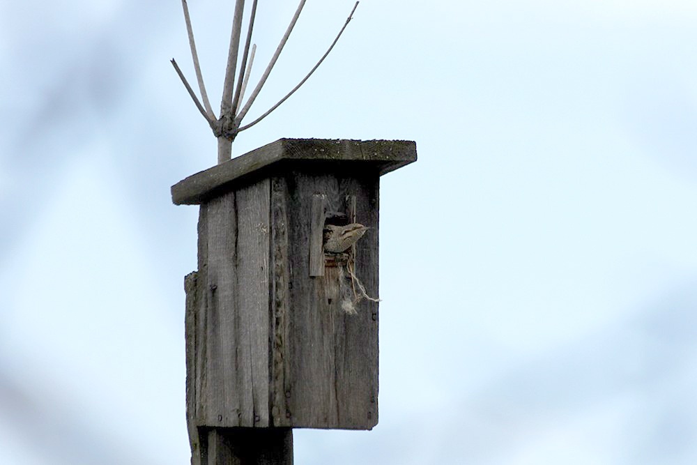 26 мая 2018г.  Обзавелся Вертишейка квартиркой в прекрасном саду, с видом на лес, рядом с живописным деревенским прудом! Предприимчивый дятел оказался! Посиживает в домике да из дверей покрики-ки-ки-ки-ки-вает!
