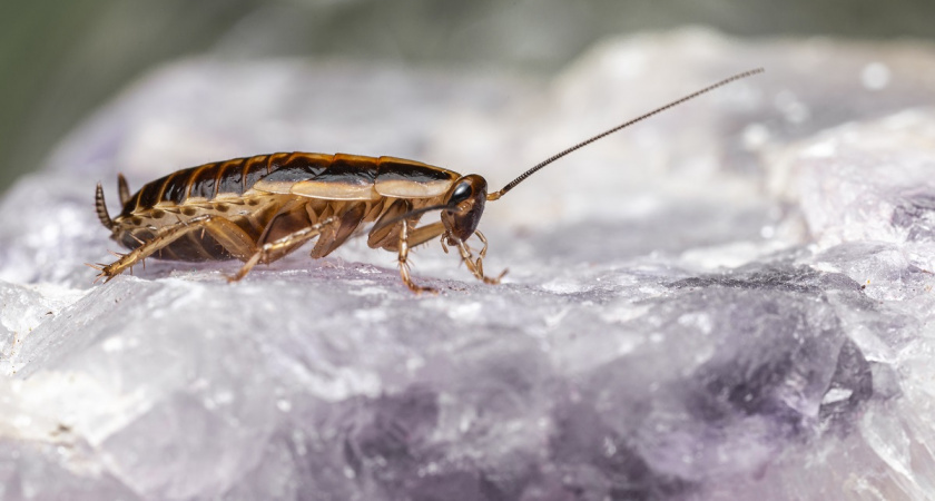    Рассыпаем это по углам - и про тараканов забываем на годы, для детей и животных безопасно