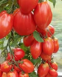 Итальянский жеребец