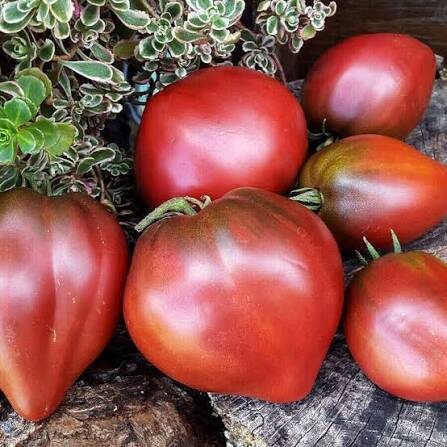 Томат гном пурпурное сердце