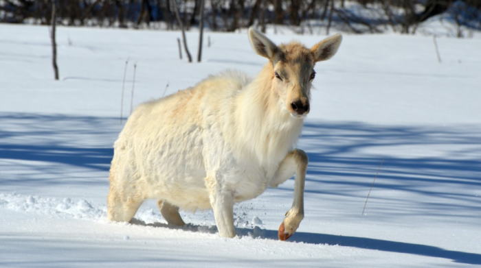 Редким оленям удалось уйти от стаи собак / Фото: pxhere.com