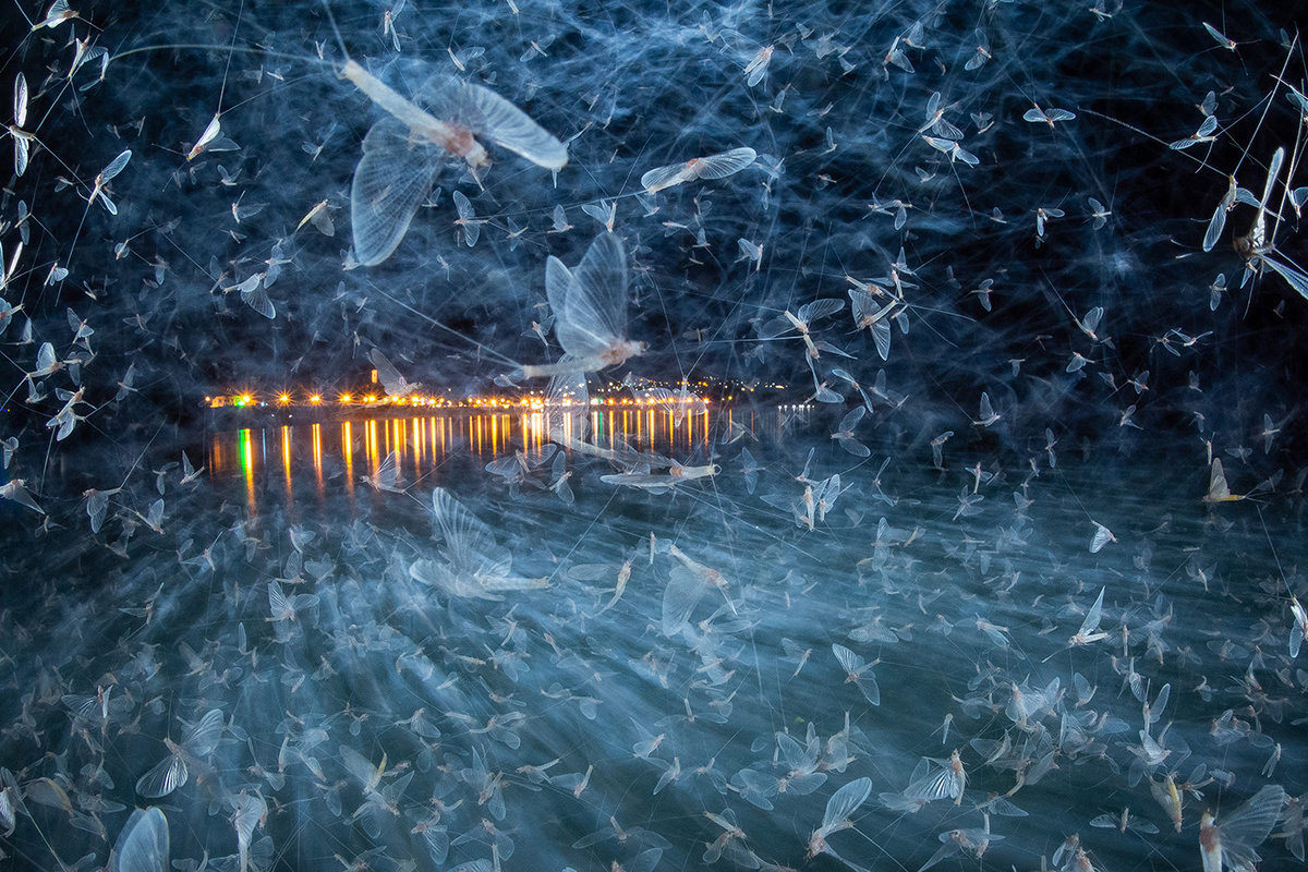     Imre Potyó / «Синяя армия» / NPOTY 2025