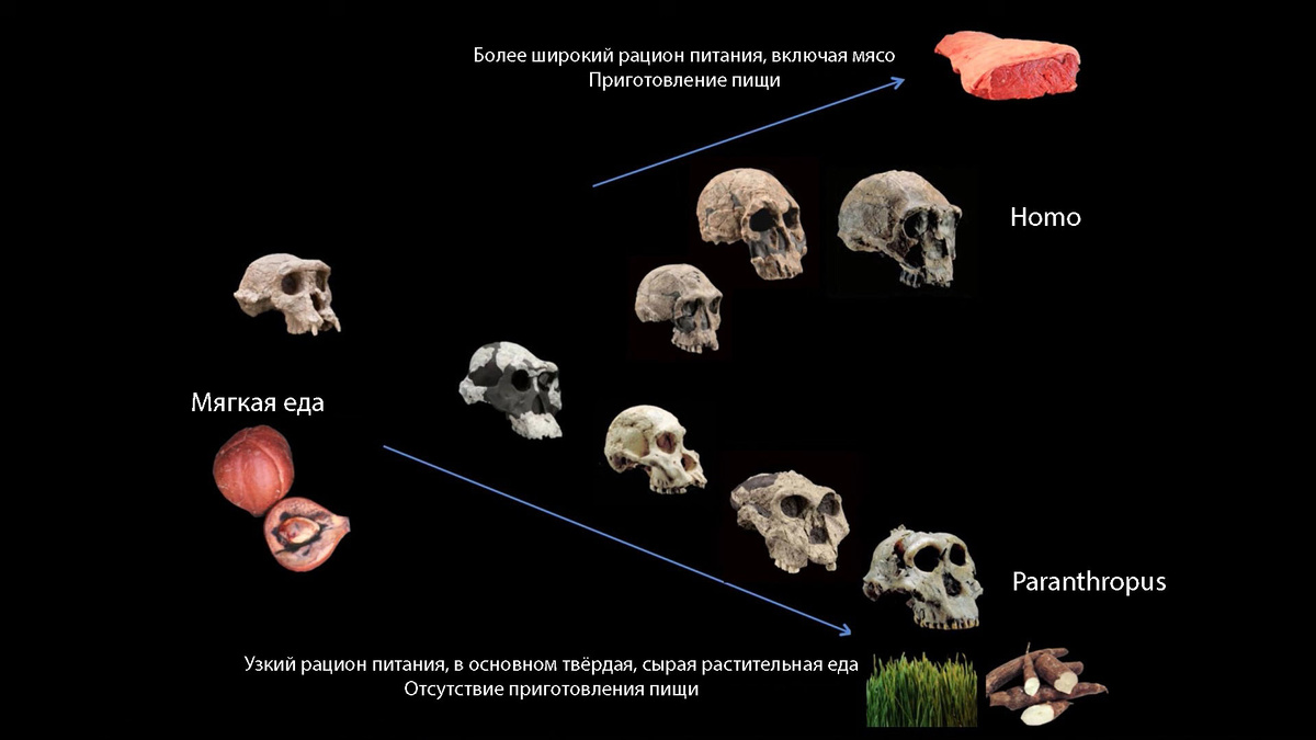 Влияние питания на развитие человека