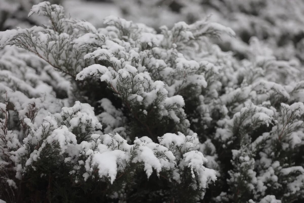    О погоде в Псковской области в конце ноября рассказала метеоролог