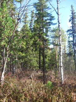 Фотографии Татьяны Немшановой. Осень таёжная. Крайний Север Западная Сибирь Приполярный Урал Таёжное редколесье.