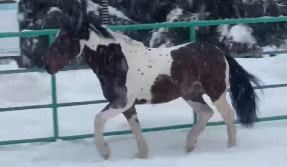     Конь. Источник: Новосибирский зоопарк Автор фото: Скриншот видео